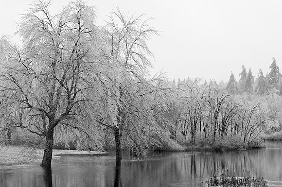 Ice Storm_0110B&W.jpg