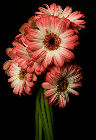 Flowers_0022.jpg