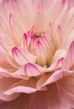 Flowers_0043.jpg