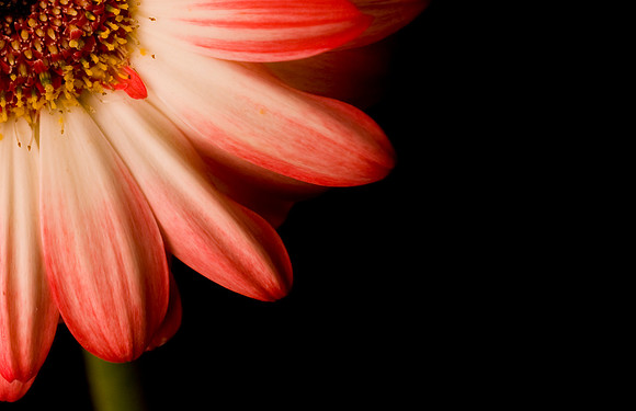 Flowers_0001crop.jpg