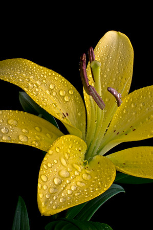 Flower 12-08_0063.jpg
